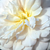 Fehér - Angol rózsa - Crocus Rose